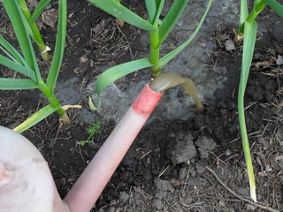 tehnologia de cultivare usturoi