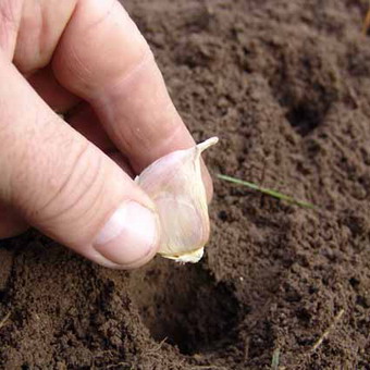 tehnologia de cultivare usturoi