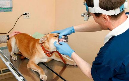 Boala parodontală la câini