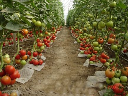 Varietatea de tomate pentru seră