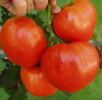 Varietatea de tomate pentru seră