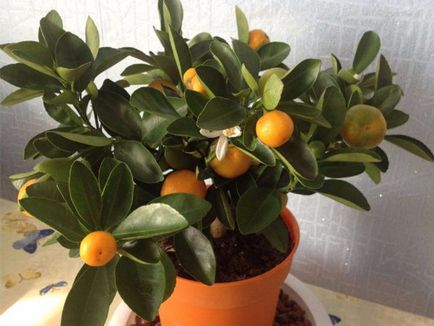 Cum să aibă grijă de mandarinele de uz casnic