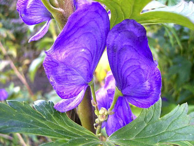 floare de grădină cu flori rosii