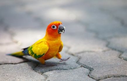 Cum să învețe să vorbească papagali