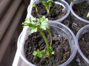 Cum și când să planteze Ranunculus