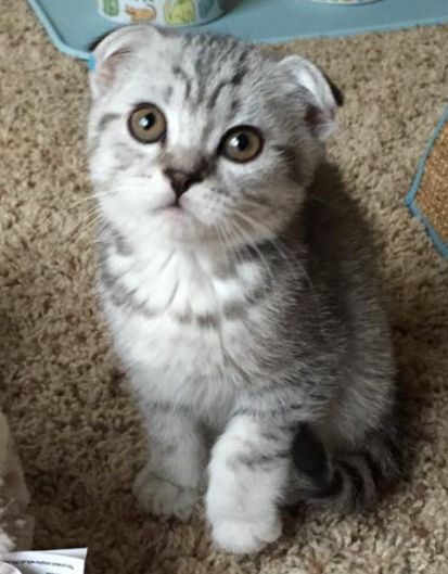 pisica Scottish Fold violet