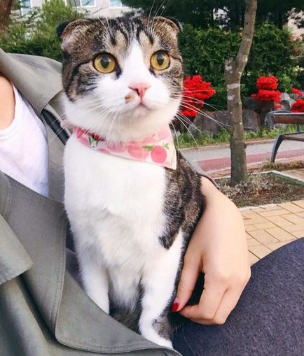 pisica Scottish Fold violet