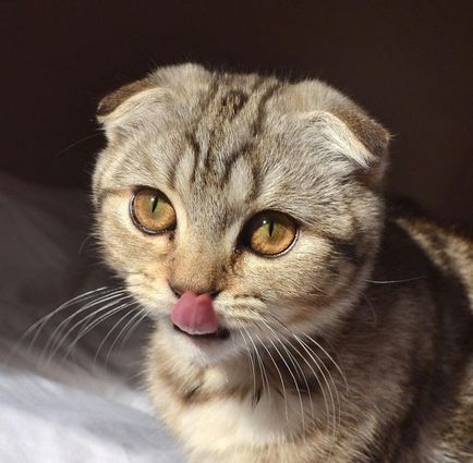 pisica Scottish Fold violet