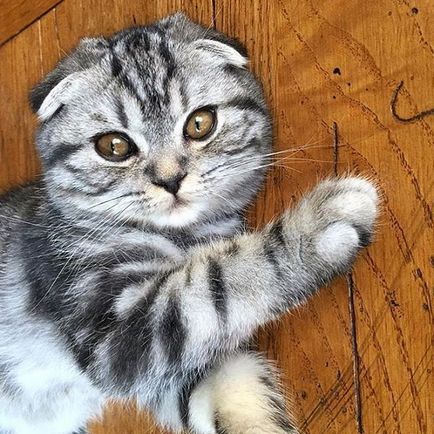 pisica Scottish Fold violet