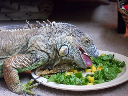 Că mânca Iguanele