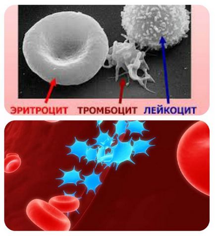 Care este rata de trombocite