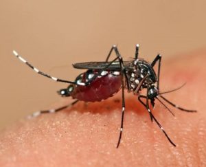 Distrugerea țânțari în zona