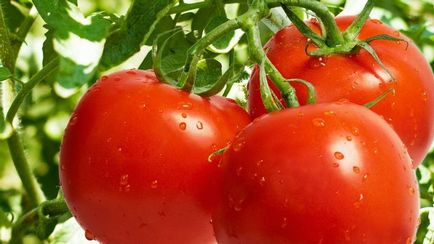 Varietatea de tomate pentru seră Varietatea de tomate pentru seră