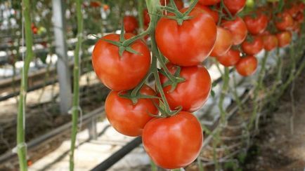 Varietatea de tomate pentru seră