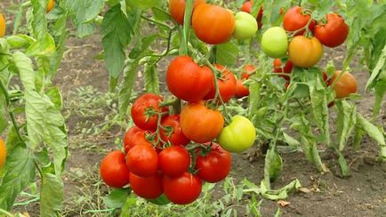 Varietatea de tomate pentru seră