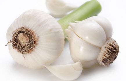 tehnologia de cultivare usturoi tehnologia de cultivare usturoi