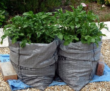 Cultivarea cartofi în saci