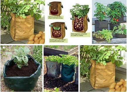 Cultivarea cartofi în saci