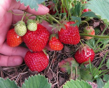 Cum să crească căpșuni în câmp deschis