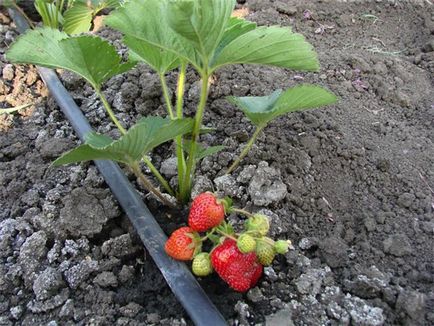 Cum să crească căpșuni în câmp deschis