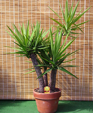 Yucca - îngrijire la domiciliu, propagare și palmele transplantare Yucca, foto, video