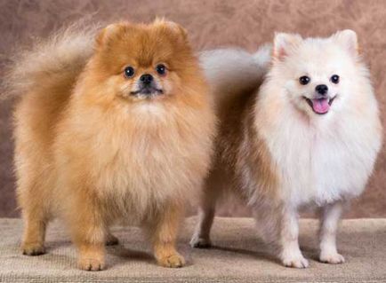 15 cele mai bune rase de caini pentru copii, disponibil pentru un apartament mic, câinii mei