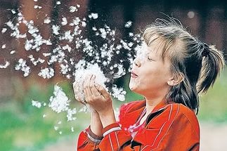 Alergia la puful de plop in copil si adult ca apar simptome, tratament si prevenire