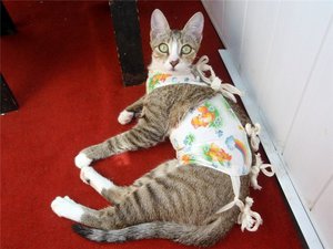Bandaje sau pături pentru pisici după sterilizare, gata sau reticulat cu mâinile lor