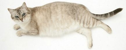 pisica Sarcina de săptămâna în imagini