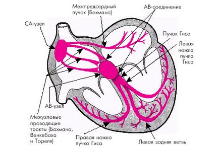 Bătaia a ritmului cardiac și performanța veacurilor