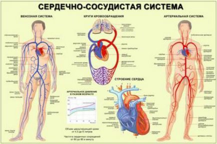 Bătaia a ritmului cardiac și performanța veacurilor