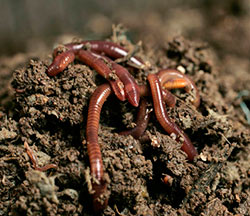 Vermicompost ce este, instrucțiuni de utilizare, modul de utilizare a unui vermicompost lichid pentru răsaduri,