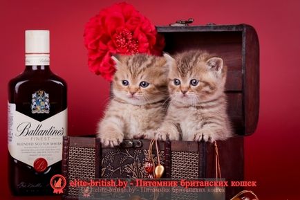 fotografii pisicuțe, prețul sau cât de mult prețul unui pisoi pisică britanic britanic, iar prețul (pisoi) pisica poze cu pisici britanice, prețul sau cât de mult prețul unui pisoi pisică britanic britanic, și pisica