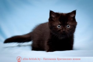 poze cu pisici britanice, prețul sau cât de mult prețul unui pisoi pisică britanic britanic, și pisica