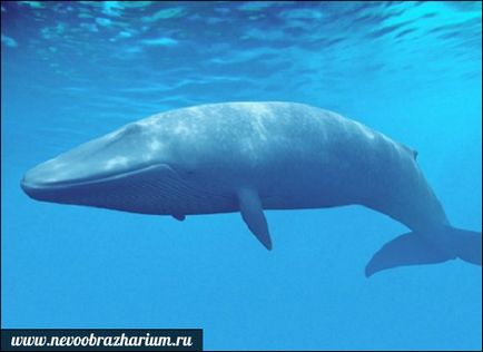 Cea mai mare balena din lume