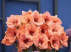 informații valoroase despre îngrijirea unei plante in ghiveci Hippeastrum in casa (camera de flori de îngrijire gippeastrum) informații valoroase despre îngrijirea unei plante in ghiveci Hippeastrum in casa