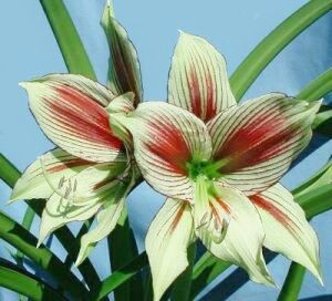 informații valoroase despre îngrijirea unei plante in ghiveci Hippeastrum in casa (planta) informații valoroase despre îngrijirea unei plante in ghiveci Hippeastrum in casa