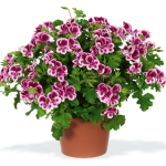 informații valoroase despre îngrijirea unui pateu de plante la domiciliu Hippeastrum (Hippeastrum de îngrijire în timpul iernii) informații valoroase despre îngrijirea unei plante in ghiveci Hippeastrum in casa