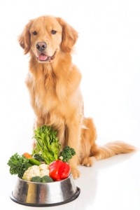 Cum de a hrăni câinele, hrăni câinele o dietă corectă