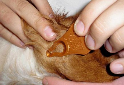 Căpușele sunt periculoase pentru oameni și animale (oameni) Căpușele sunt periculoase pentru oameni și animale