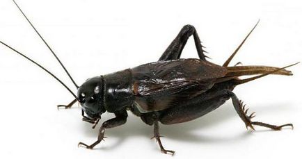 Ce mănâncă cricket în natură și locuire umană (Natura) Ce mănâncă cricket în natură și locuire umană