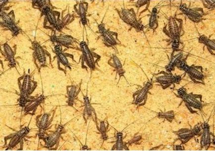 Ce mănâncă cricket în natură și locuire umană (Natura) Ce mănâncă cricket în natură și locuire umană