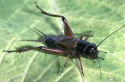 Ce mănâncă cricket în natură și locuire umană (crichet) Ce mănâncă cricket în natură și locuire umană