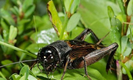 Ce mănâncă cricket în natură și locuire umană (alimentat) Ce mănâncă cricket în natură și locuire umană