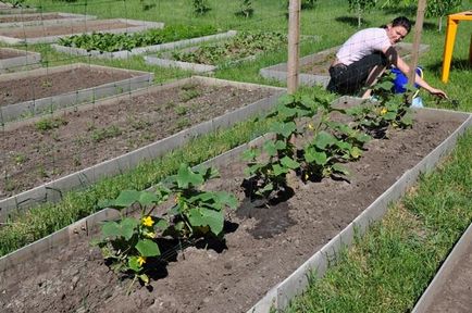 Castraveții de hrană în sol, în scopul de a crește randamentul de 2 ori (castraveți) Castraveții de hrană în sol, în scopul de a crește randamentul de 2 ori
