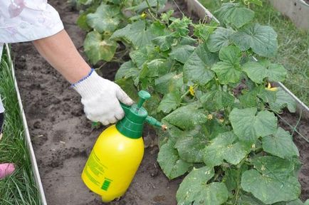 Castraveții de hrană în sol, în scopul de a crește randamentul de 2 ori (sol) Castraveții de hrană în sol, în scopul de a crește randamentul de 2 ori