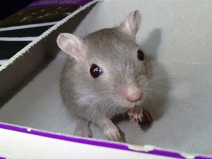 Gerbil alimentară recomandată (furaje) Hrana recomandată pentru gerbili
