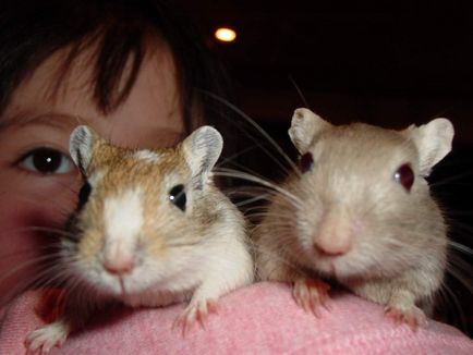 Gerbil alimentară recomandată (furaje) Hrana recomandată pentru gerbili
