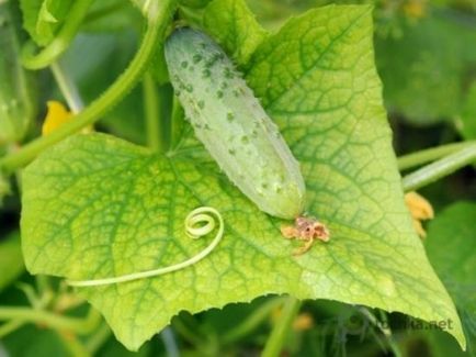 Cum de a fertiliza castraveti