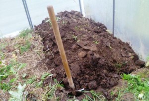 Roșiile fertilizate în seră pentru o recoltă bogată (Ce minerale sunt necesare) Tomatele fertilizate în seră pentru o recoltă bogată